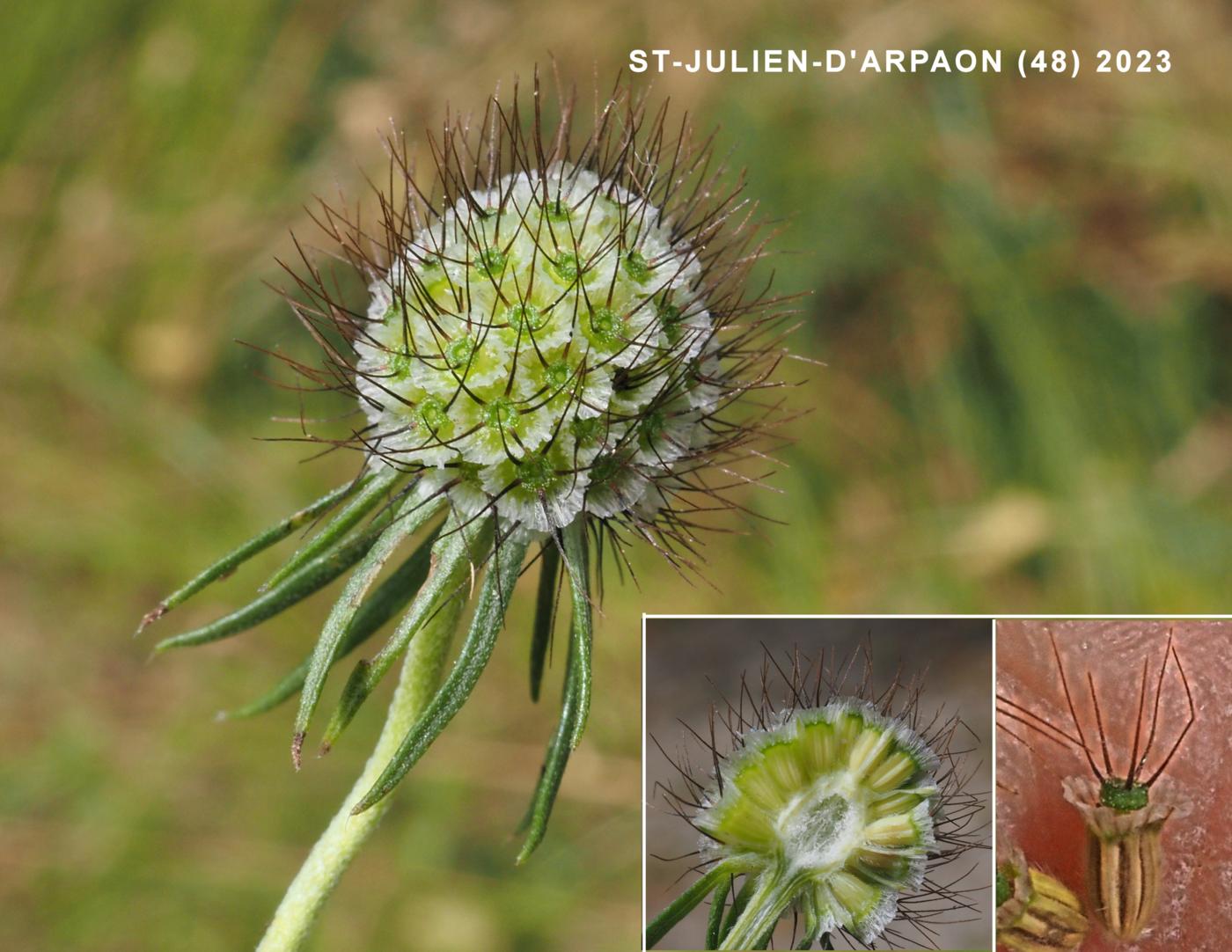 Scabious, Small fruit